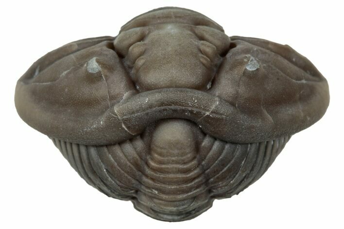 Wide Enrolled Flexicalymene Trilobite - Mt Orab, Ohio #347258